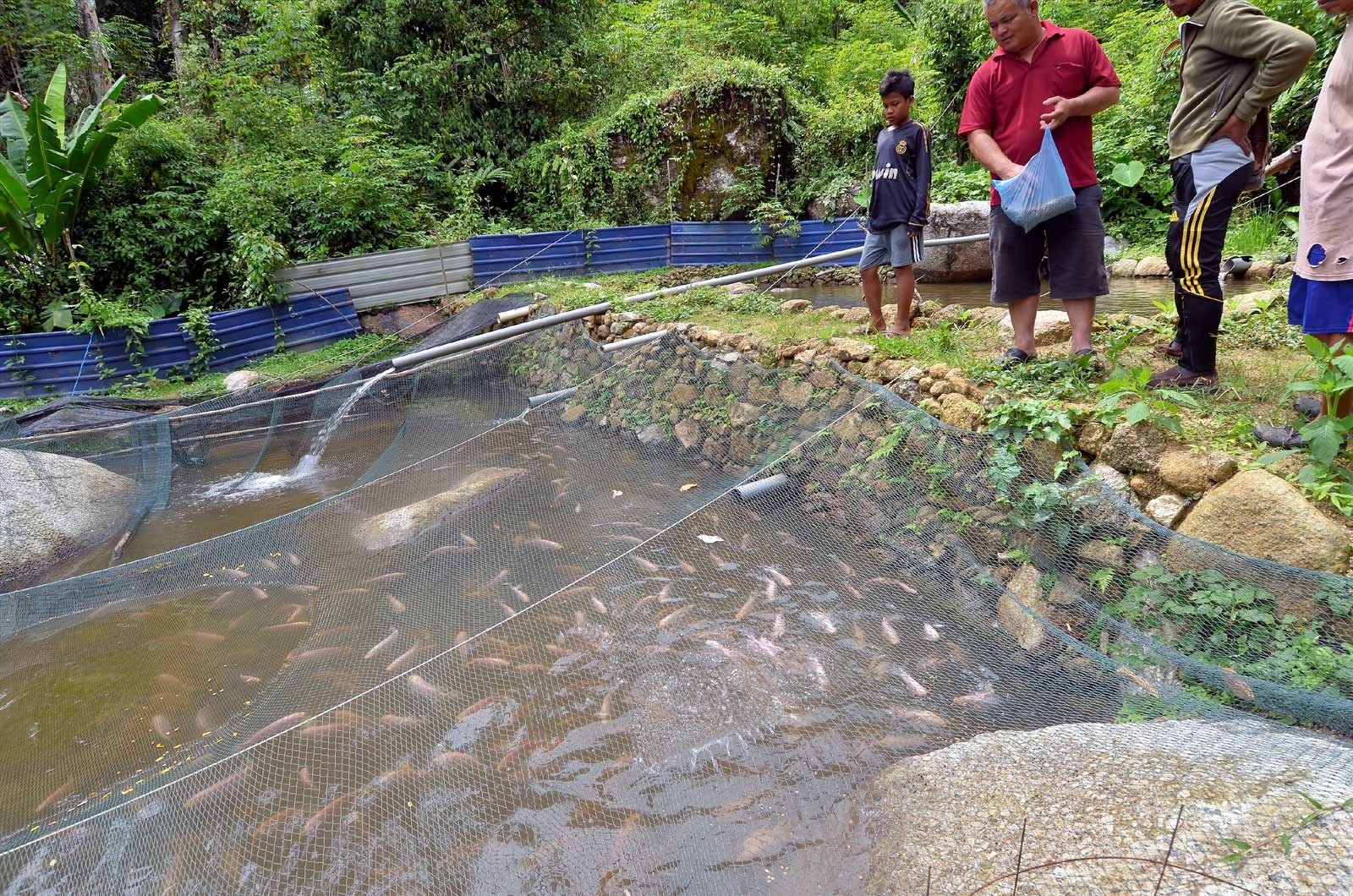 Fish farm at Kg Sekam